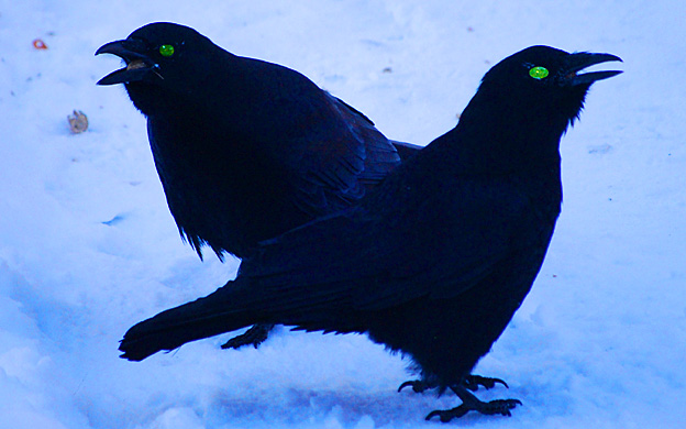 crows