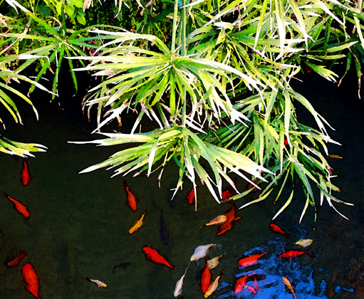 fishpond