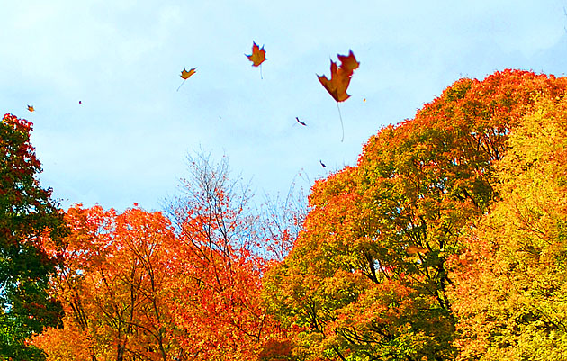 tumbling leaves