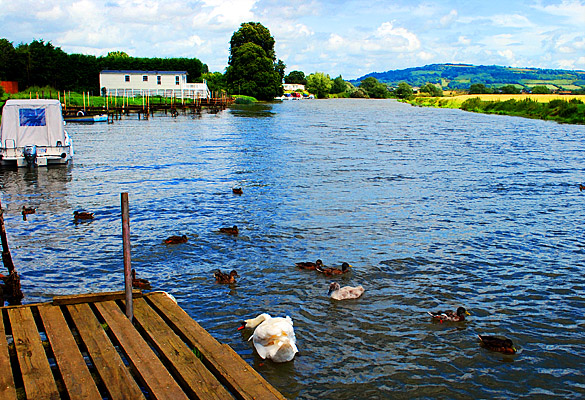 mallards with their mates