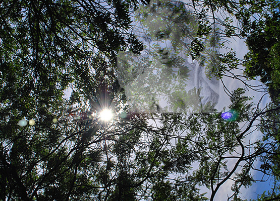 allure of latticed trees